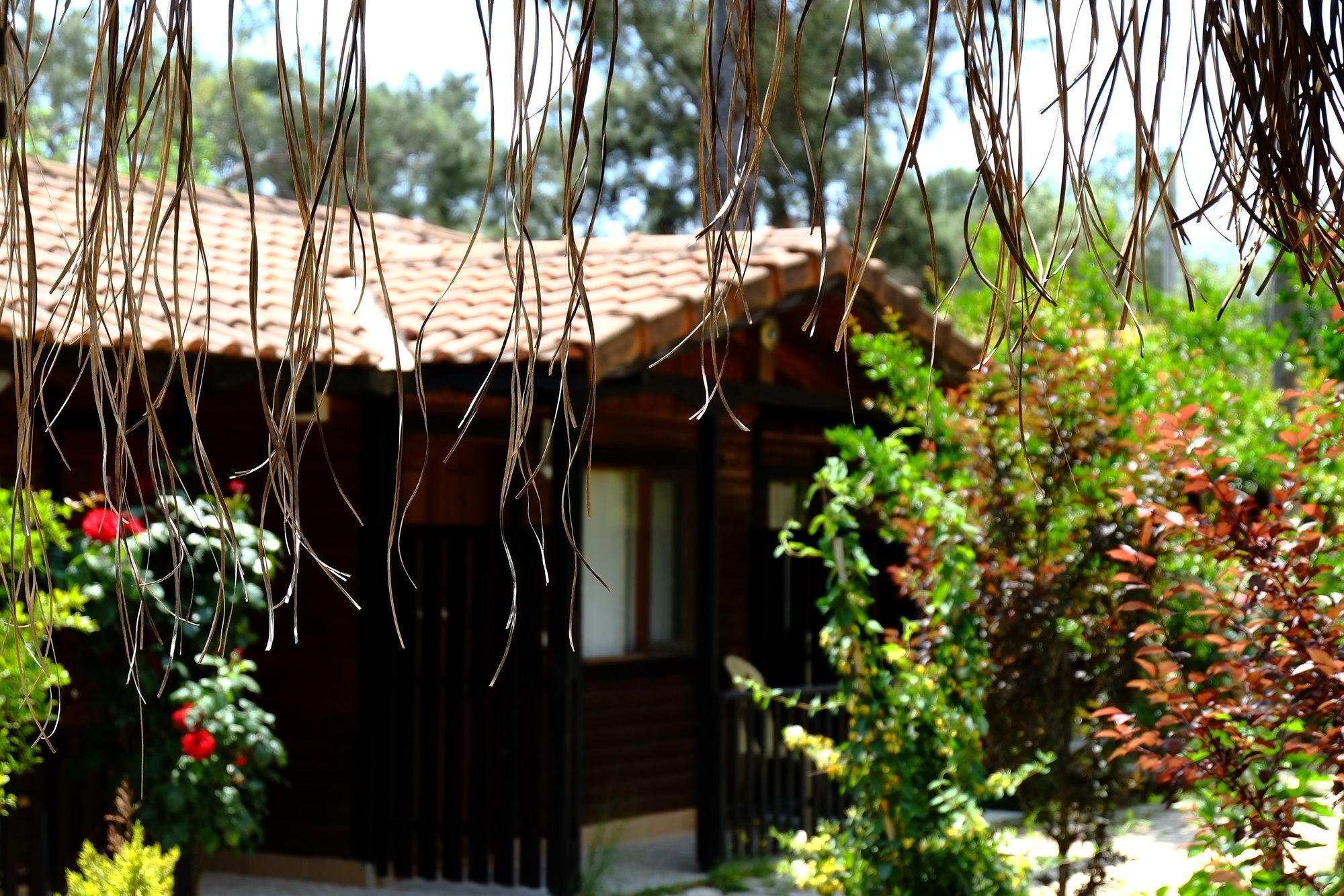 Koala Bungalows Olympos Zewnętrze zdjęcie